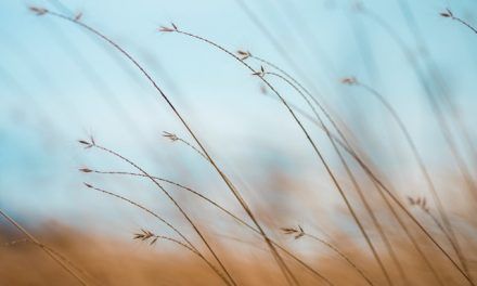 PLAYLIST MÚSICA RELAJANTE 1 | IDEAL PARA ESTUDIAR, TRABAJAR, NIÑOS, PERROS… CUANDO LO NECESITES ⌛